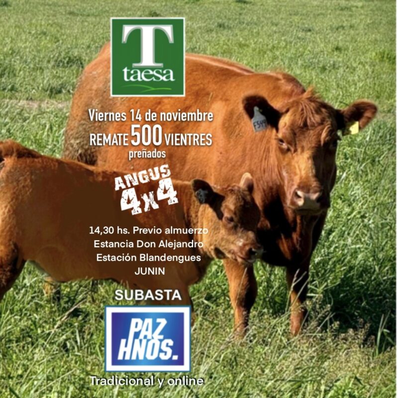 Angus de Taesa - Ed. Primavera 2025 Angus de Taesa - Ed. Primavera 2025