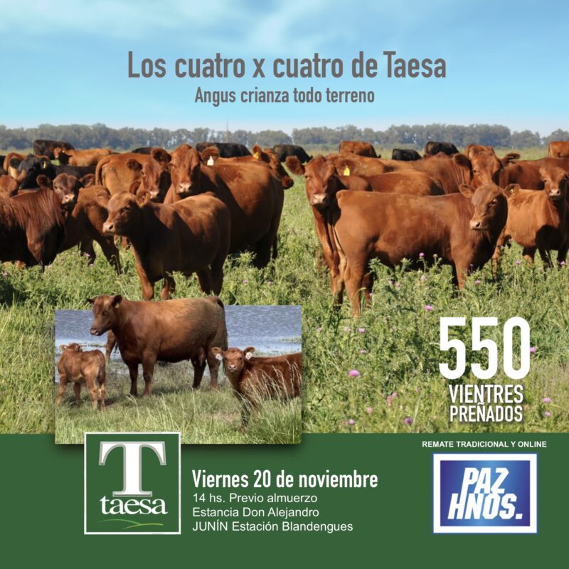 Angus de Taesa - Ed. Primavera 2026 Angus de Taesa - Ed. Primavera 2026